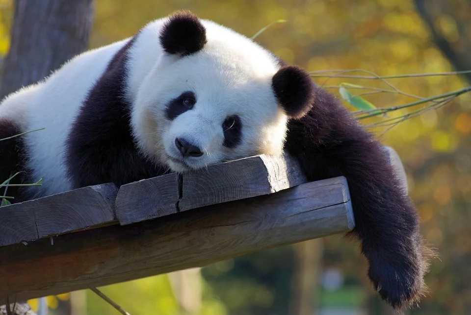 Panda View in 3D (Google Kamera)