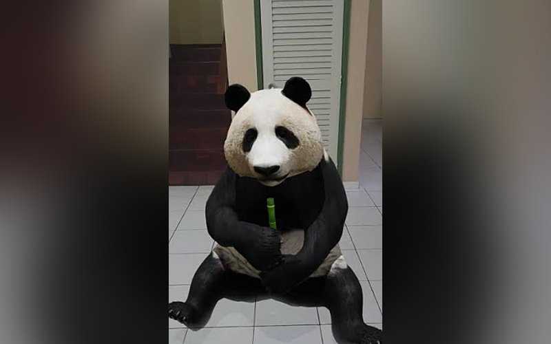 Panda View In 3d Google Kamera Siber Star
