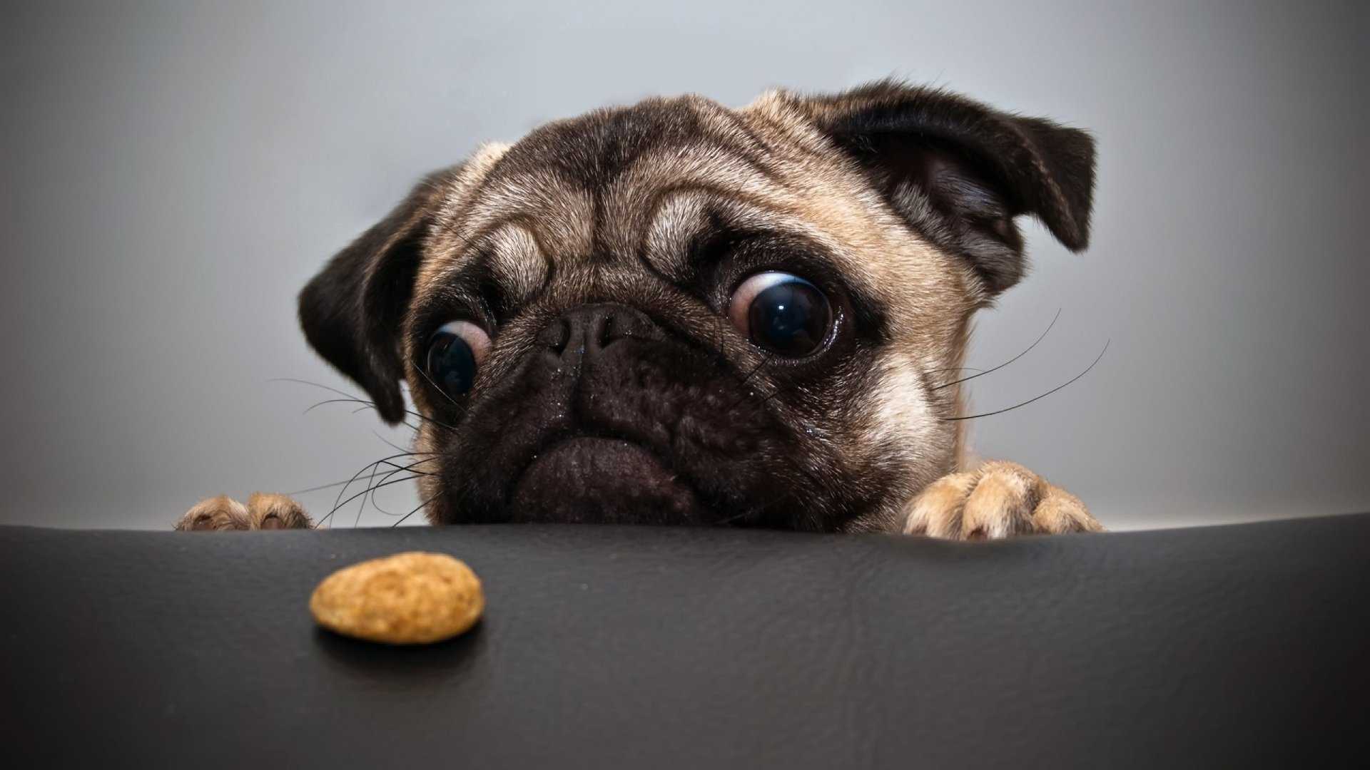 PUG View in 3D (Google Kamera)
