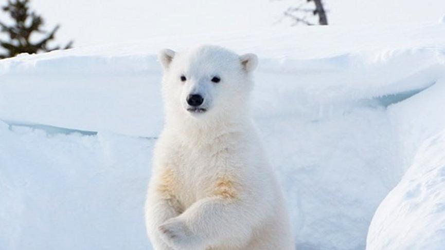 Kutup Ayılarının Tüyleri Aslında Beyaz Değil, Sadece Kamuflaj 