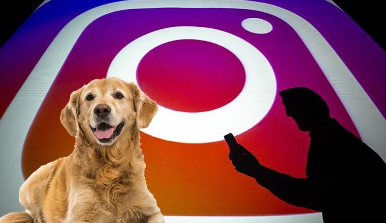 İnstagram “Pic Of Your Pet” Nasıl Fotoğraf Eklenir?