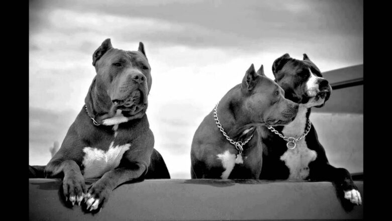 Pitbull Coin Yorumları ve Geleceği (2022)