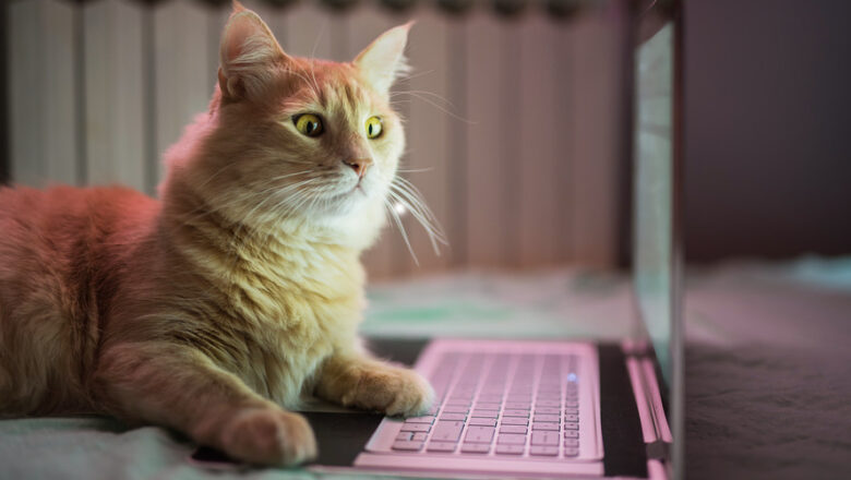 Google Kedi Yazınca Pati Oyunu (2022)