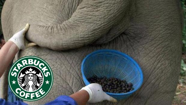 Starbucks Fil Dışkısı Doğru mu? İddia Gerçek mi?